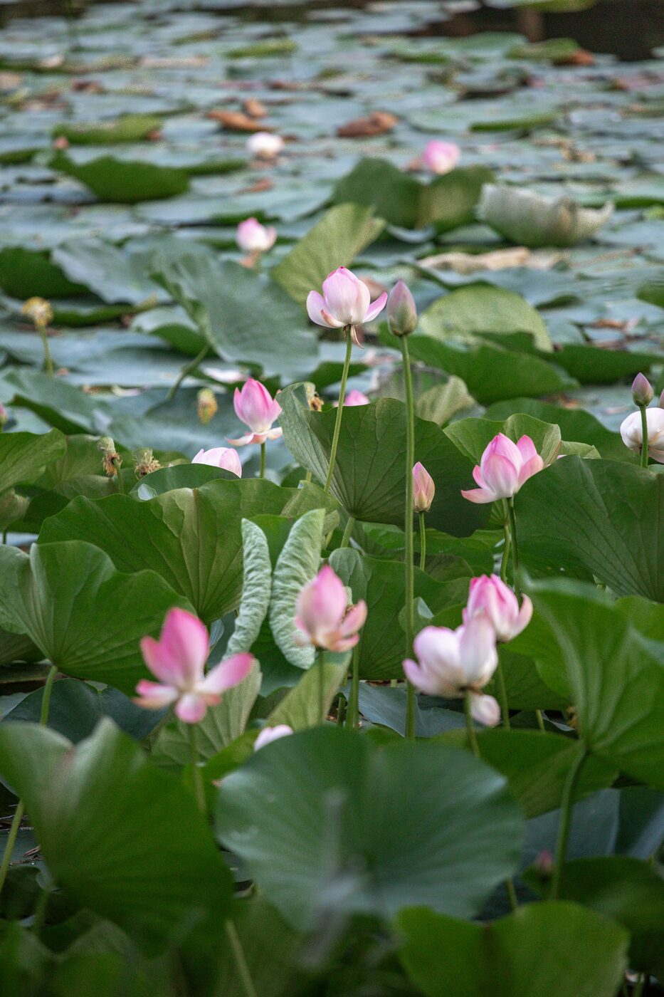 Pink lotus flower in full bloom on a tranquil pond
