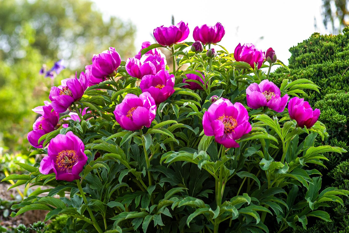 Lush pink peony flowers blooming in a garden