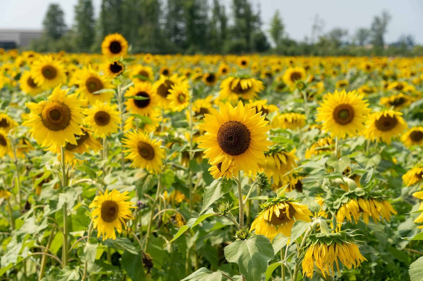 Golden sunflower field in full bloom